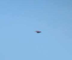 Streptopelia orientalis