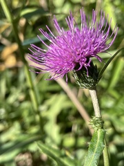 Cirsium