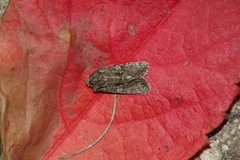 Dryobotodes monochroma