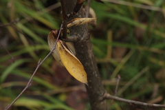 Populus longifolia