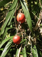 Trichosanthes cucumeroides