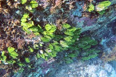 Caulerpa muelleri