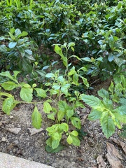 Duranteae
