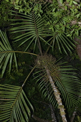 Chambeyronia divaricata