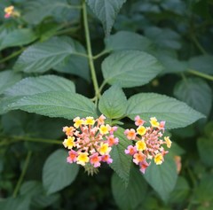 Lantana camara
