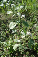 Heliotropium europaeum