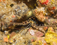 Panulirus penicillatus