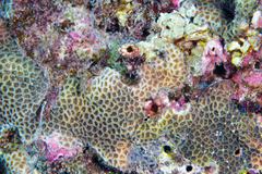 Leptastrea transversa