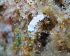 Goniobranchus albopustulosus