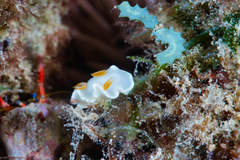 Ardeadoris angustolutea