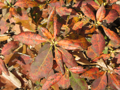 Rhododendron mucronulatum