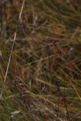 Dianthus superbus