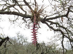 Tillandsia prodigiosa