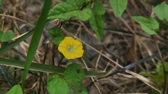 Merremia hederacea