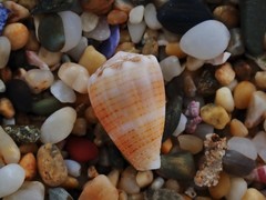 Conus miliaris