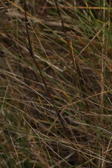 Dianthus superbus