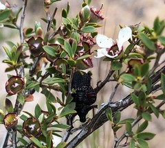 Catasarcus transversalis