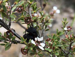 Catasarcus transversalis