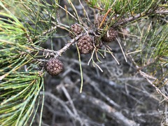 Allocasuarina pusilla