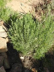 Ericameria pinifolia