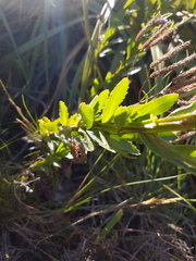 Pseudoselago verbenacea