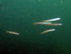 Ptereleotris microlepis