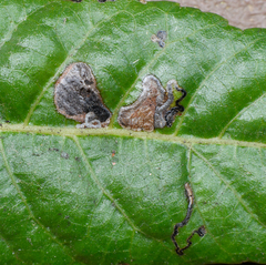 Stigmella longisacca