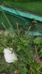 Paspalum scrobiculatum