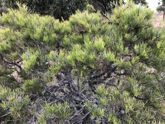 Allocasuarina pusilla
