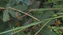 Paspalum scrobiculatum