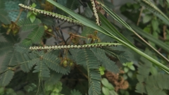 Paspalum scrobiculatum