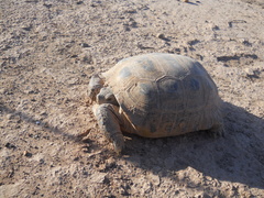 Gopherus flavomarginatus