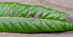 Stigmella longisacca