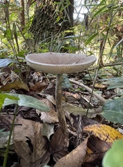 Amanita cheelii