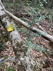 Maclura cochinchinensis