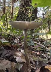 Amanita cheelii