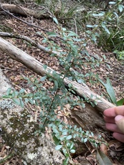 Maclura cochinchinensis