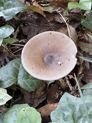 Amanita cheelii