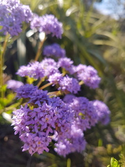 Pseudoselago verbenacea