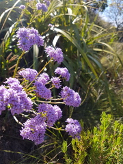 Pseudoselago verbenacea