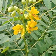 Senna sophera