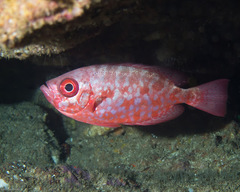 Heteropriacanthus carolinus