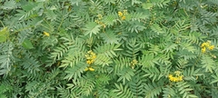 Senna sophera