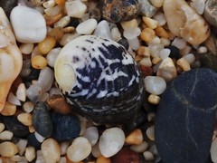Nerita chamaeleon