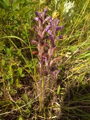 Phelipanche caesia