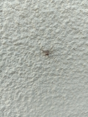 Xysticus croceus
