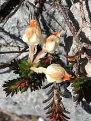 Erica calcareophila