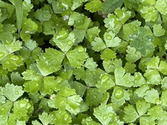 Hydrocotyle tripartita
