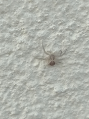 Xysticus croceus