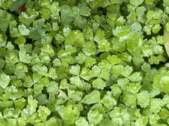 Hydrocotyle tripartita